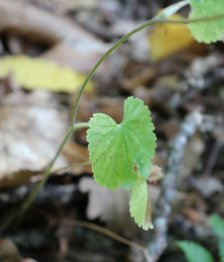 Pimpinella tripartita