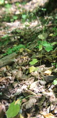 Pimpinella tripartita