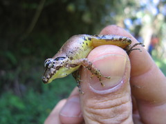 Pristimantis w-nigrum