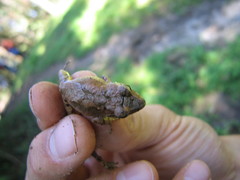 Pristimantis w-nigrum