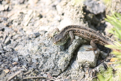 Lacerta agilis