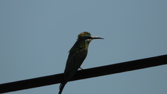 Merops persicus