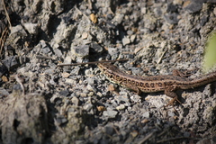 Lacerta agilis