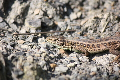 Lacerta agilis