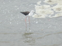 Himantopus himantopus