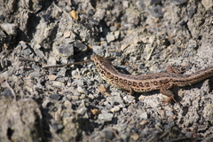 Lacerta agilis