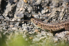 Lacerta agilis