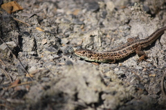Lacerta agilis