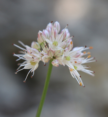 Allium saxatile