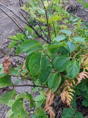 Lonicera glehnii