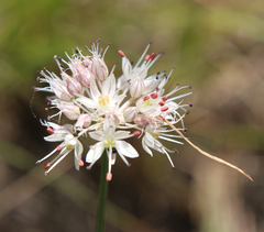 Allium saxatile
