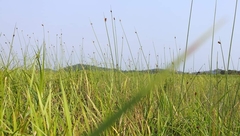 Poaceae