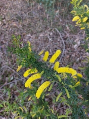 Acacia drummondii