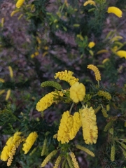 Acacia drummondii