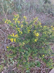 Acacia drummondii