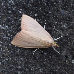 Eumorphobotys eumorphalis