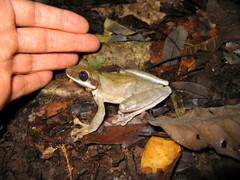 Osteocephalus planiceps