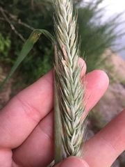 Elymus curvatus