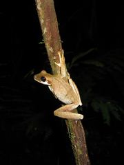 Osteocephalus planiceps