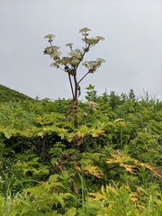 Angelica ursina