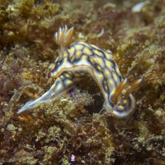 Hypselodoris jacksoni