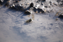 Bufotes viridis viridis