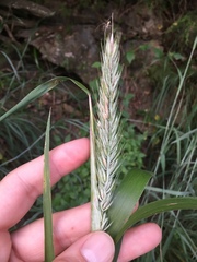 Elymus curvatus