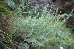 Artemisia chamaemelifolia