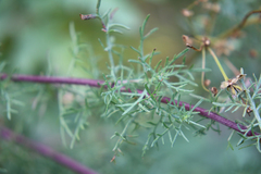 Artemisia chamaemelifolia