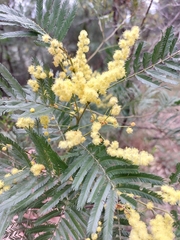 Acacia filicifolia