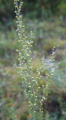 Artemisia chamaemelifolia