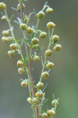 Artemisia chamaemelifolia