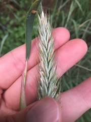Elymus curvatus