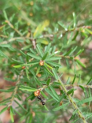 Pultenaea hispidula