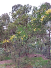 Acacia filicifolia