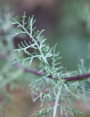 Artemisia chamaemelifolia