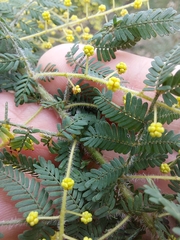 Acacia pubescens