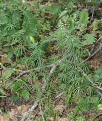 Asperula molluginoides