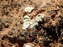 Gyalolechia subbracteata