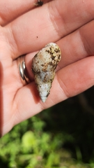 Leiostracus vimineus