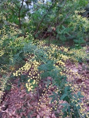 Acacia pubescens