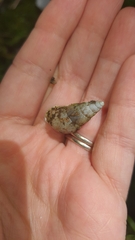 Leiostracus vimineus