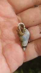 Leiostracus vimineus