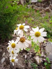 Allardia