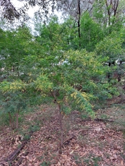 Acacia pubescens