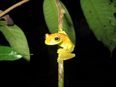 Boana cinerascens