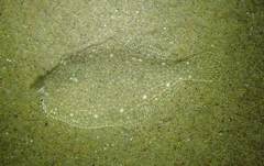 Limanda limanda
