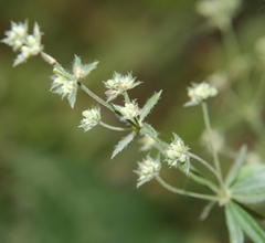 Asperula molluginoides