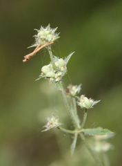 Asperula molluginoides