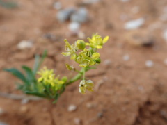 Arabidella nasturtium